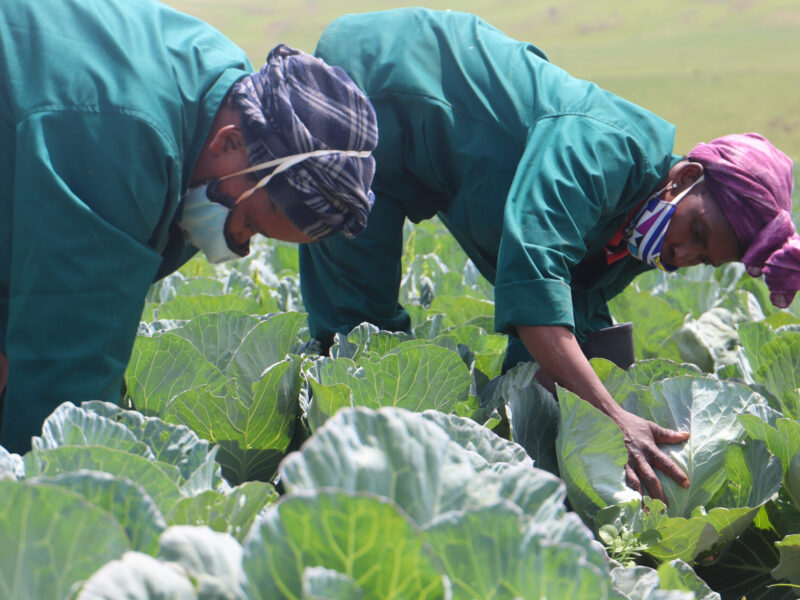 NTINGA FARM WORKERS HARD AT WORK AT O.R. TAMBO FARMS (ADAM KOK FARMS)